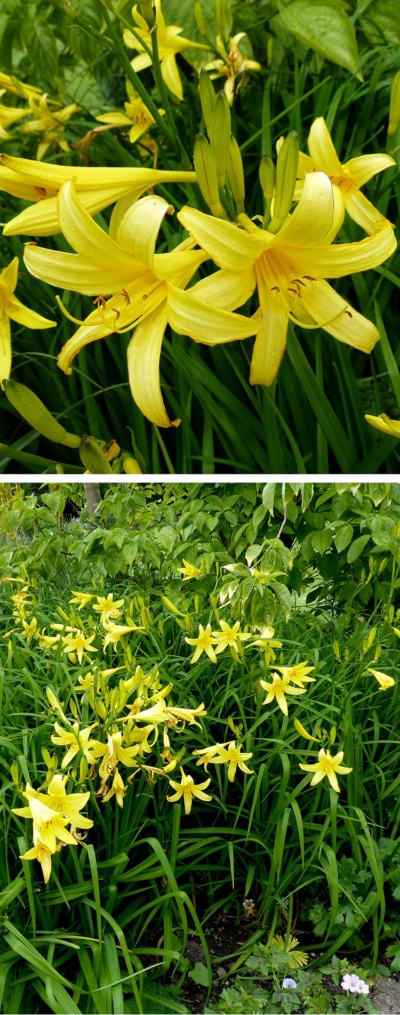 Lily IsoESuper Hedione Galaxolide その他 Hemerocallis